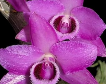 4" Den. Parishii  Plant Blooming Size Species dendrobium SUPER Fragrant