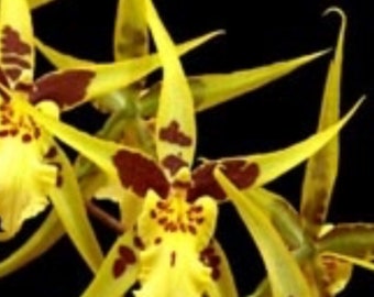 Mclra. Yellow Star 'Stellar' Orchid Plant 4” Oncidium Blooming Size