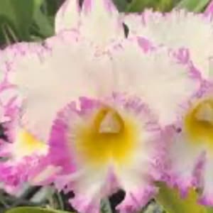 Blc Mahina Yahiro Julie Splash Cattleya Orchid plant BS 4.5”