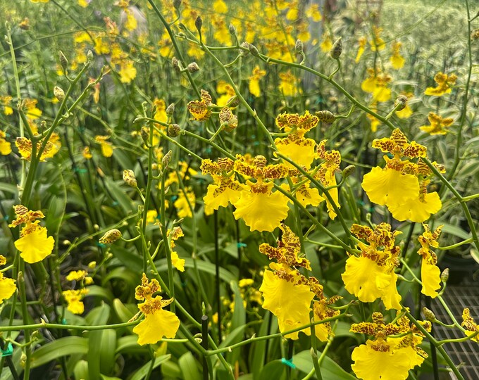 Oncidium Sweet Sugar HUGE Flowers Dancing Lady Easy to Grow and Bloom 4
