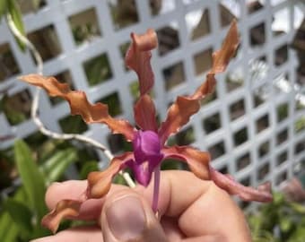 Schomburgkia Rosea Species Orchid Cattleya Unusual