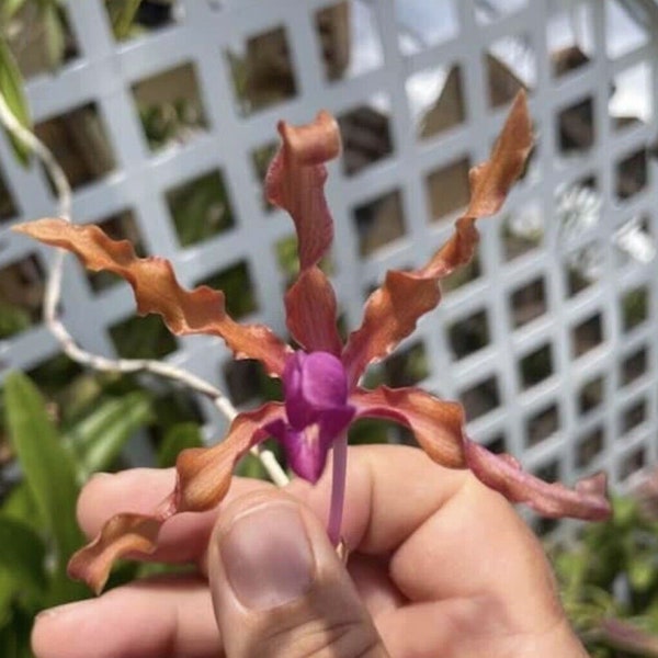 Schomburgkia Rosea Species Orchid Cattleya Unusual