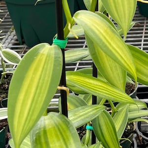 TWO FOOT CUTTING Green variegated Vanilla planifolia Species Orchid Plant