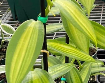 Green variegated Vanilla planifolia Species Orchid Plant established and rooted