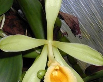 Vanilla pompona Rooted Species Orchid Plant 2’ cutting two foot long grow your own BEANS