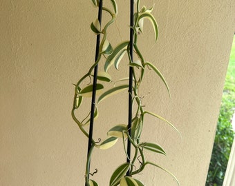 SALE Extra Large WHOPPER White variegated Vanilla planifolia Species Orchid Plant rooted and established