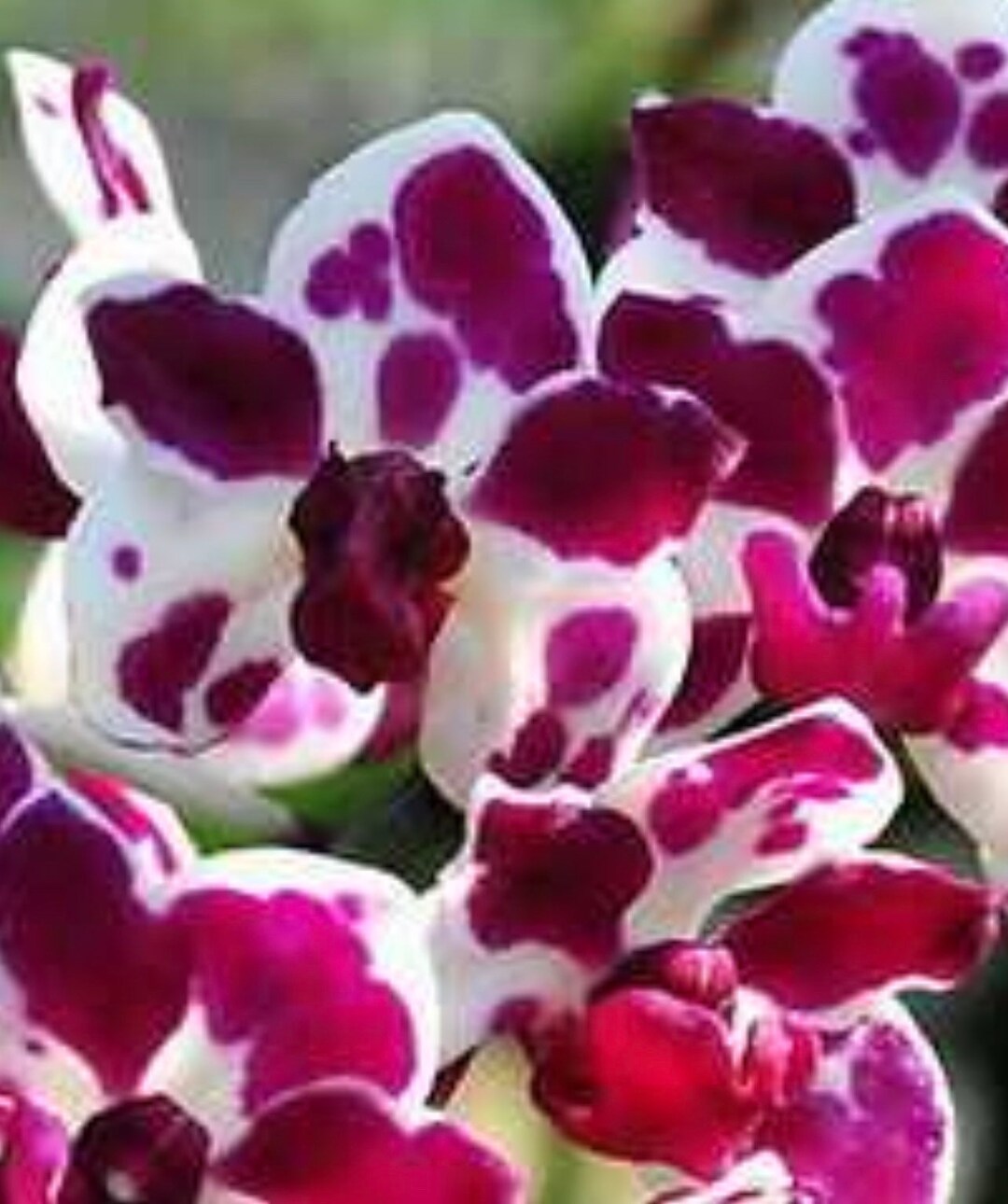 IN SPIKE Rhynchostylis Gigantea cartoon Orchid Species - Etsy