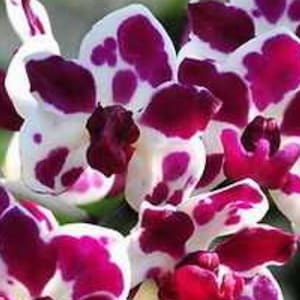 DOUBLE PLANT! Rhynchostylis Gigantea orchid species, Fragrant 4” Pot