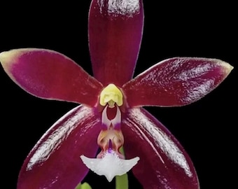 Phalaenopsis cornu-cervi “RED” Species Orchid Plant