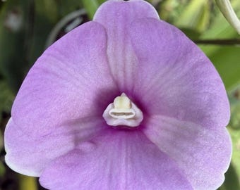 PELORIC Dendrobium Three Lips Pink Compact Den. Orchid Plant BLOOMING SIZE
