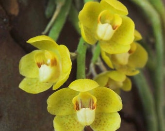 Chiloschista parishii. Two large plants on one mount