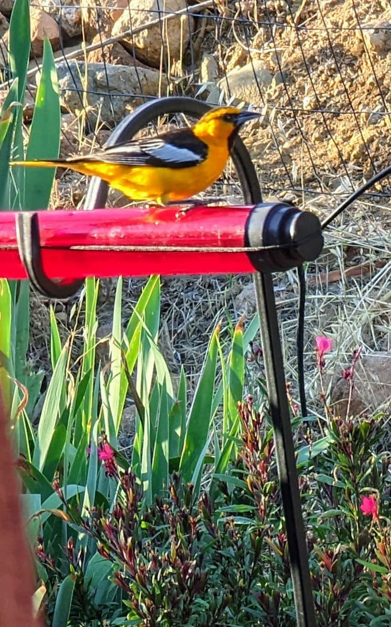 Anna's Best Hummingbird Feeders Etsy