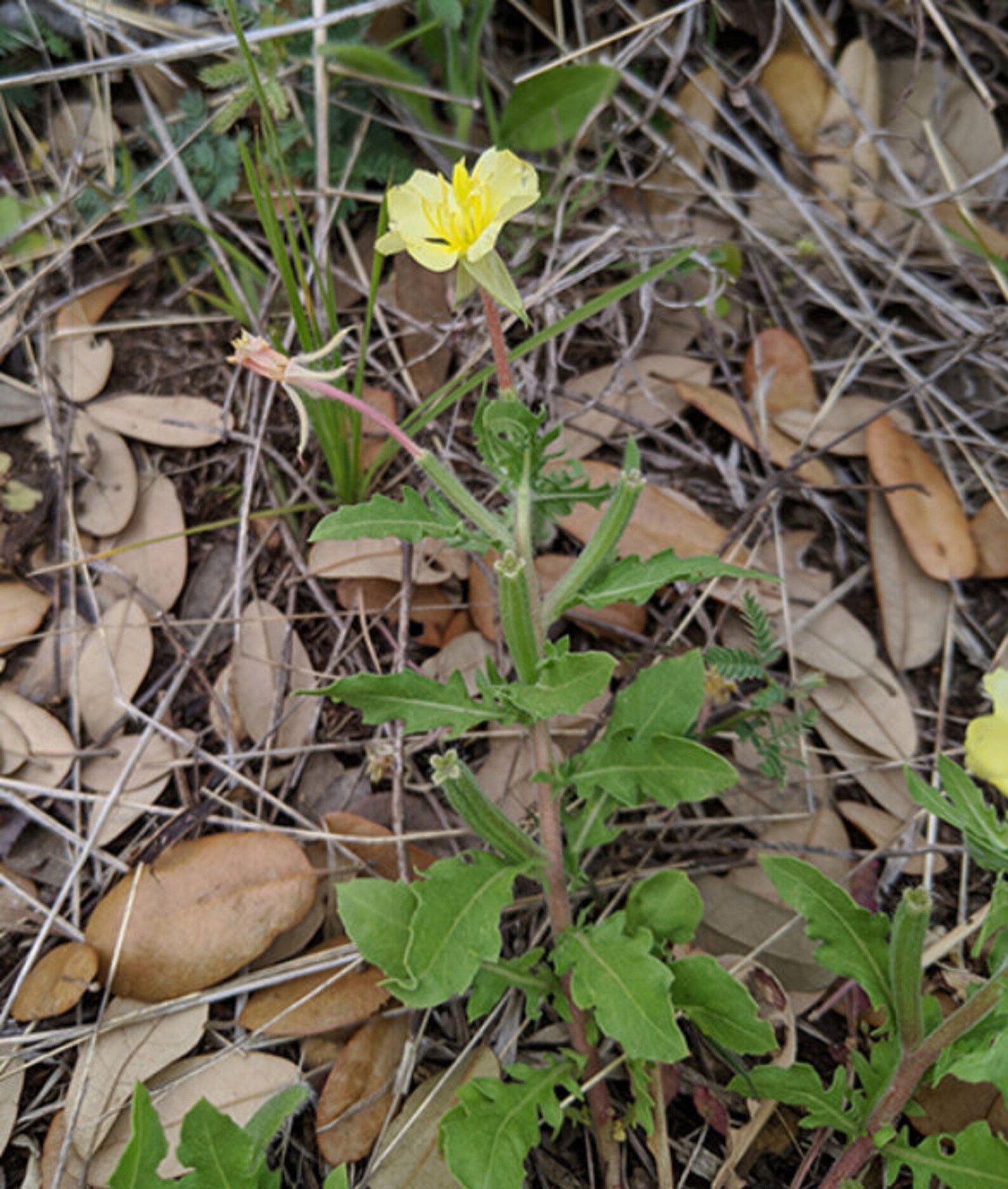 Cutleaf Eveningprimrose Cutleaved Evening Primrose Etsy