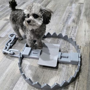 May include: A gray toy poodle stands on a gray metal animal trap with a chain. The trap has a circular design with sharp teeth around the edge. The dog has gray fur and is looking at the camera.