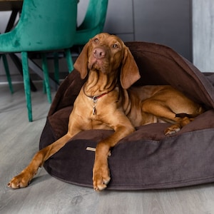 Può includere: Un cane marrone e fulvo con un collare rosso è sdraiato in un letto per cani marrone con una fodera morbida e soffice. Il letto per cani ha un esterno in tessuto marrone e una fodera morbida e soffice. Il cane sta guardando la telecamera.
