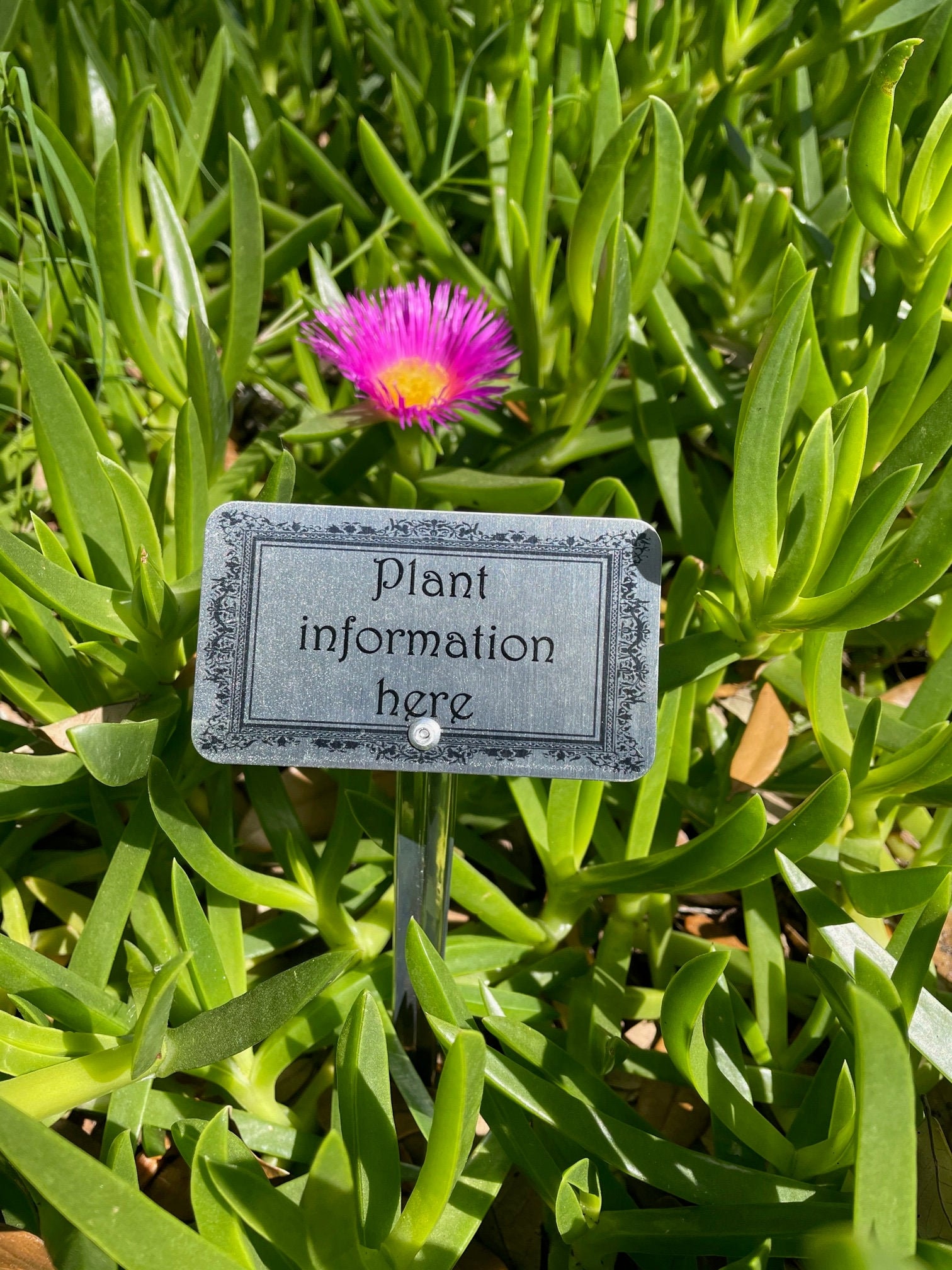 Plants Custom metal plant identification marker Brushed aluminum and chrome stake. Home & Living