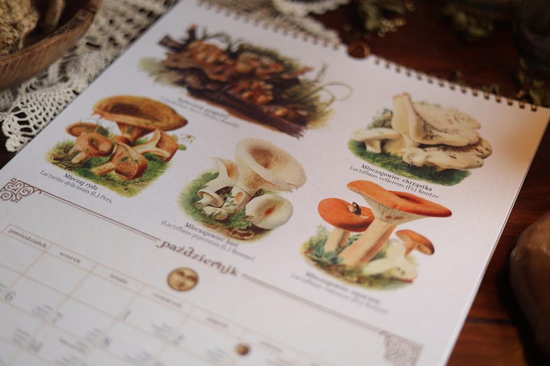 Medicinal Mushroom Collection Calendar 2026, A3 Format Etsy UK