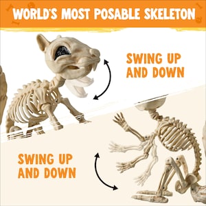 May include: A beige plastic squirrel skeleton with articulated joints. Text reads WORLD'S MOST POSABLE SKELETON and SWING UP AND DOWN. The figure features a movable jaw and limbs, demonstrating range of motion with black curved arrows on a white background.