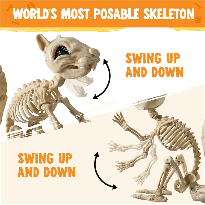 May include: A beige plastic squirrel skeleton with articulated joints. Text reads WORLD'S MOST POSABLE SKELETON and SWING UP AND DOWN. The figure features a movable jaw and limbs, demonstrating range of motion with black curved arrows on a white background.