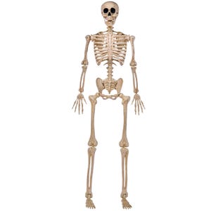 May include: A full-body human skeleton model in an off-white, bone-colored finish. The figure features a detailed skull with dark eye sockets, a rib cage, articulated joints at the shoulders, elbows, wrists, hips, knees, and ankles.