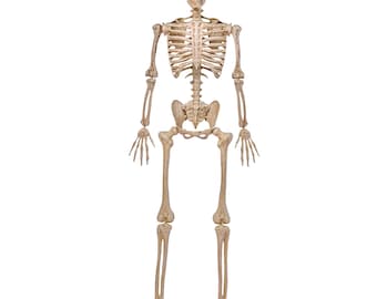 5 FT Pose-n-stay Life Sized Skeleton