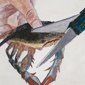 May include: A hand holding a pair of scissors cuts the leg of a blue crab. The crab is on a white surface. The crab has red and blue legs.