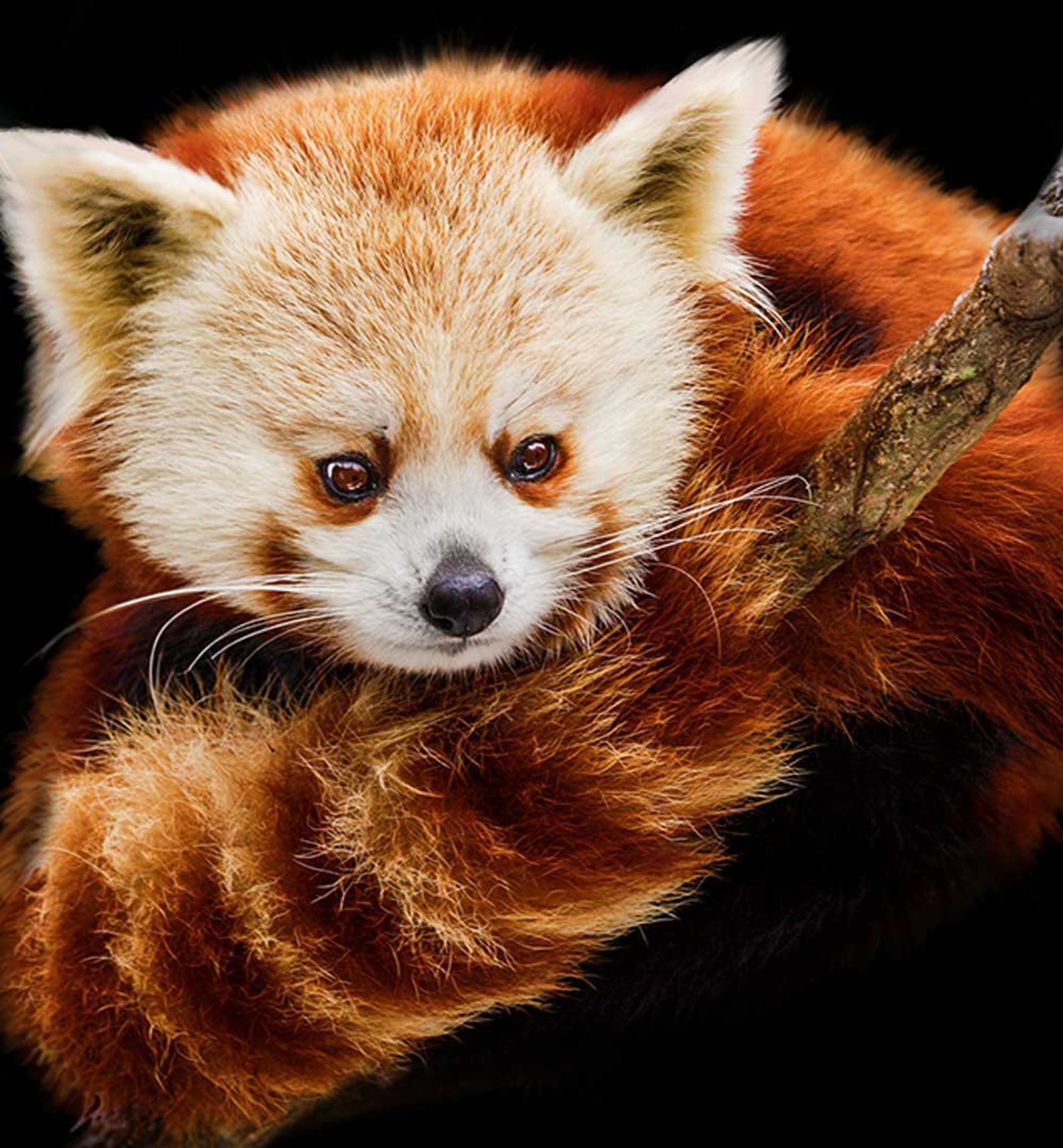 Hexagon Wall Art Motifs Red Panda Wall Decoration Wall Decal Etsy UK