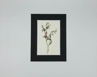 Bee Orchis - Antique Print 1878.