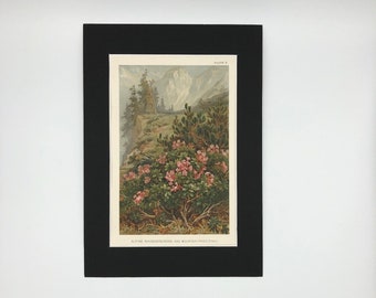 Alpine Rhododendrons and Mountain Pines - Antique Print 1896.