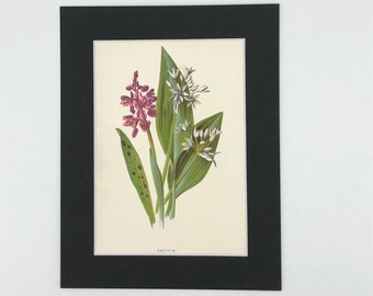 Orchis - Antique Print 1875.