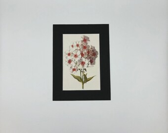 Phlox - Antique Print 1875.