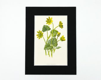 Lesser Celandine. Antique Print 1878.