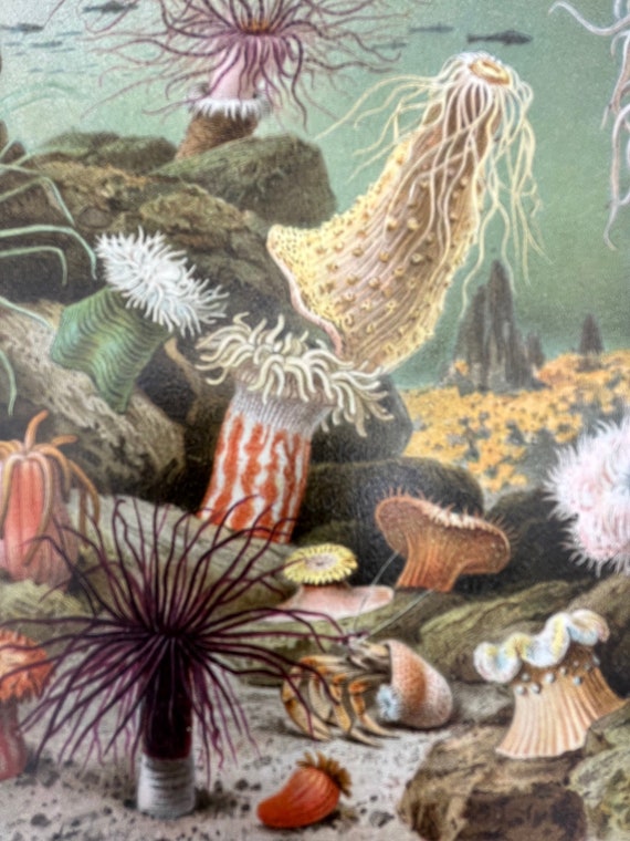 Sea Anemones - Antique Print 1875 - Etsy