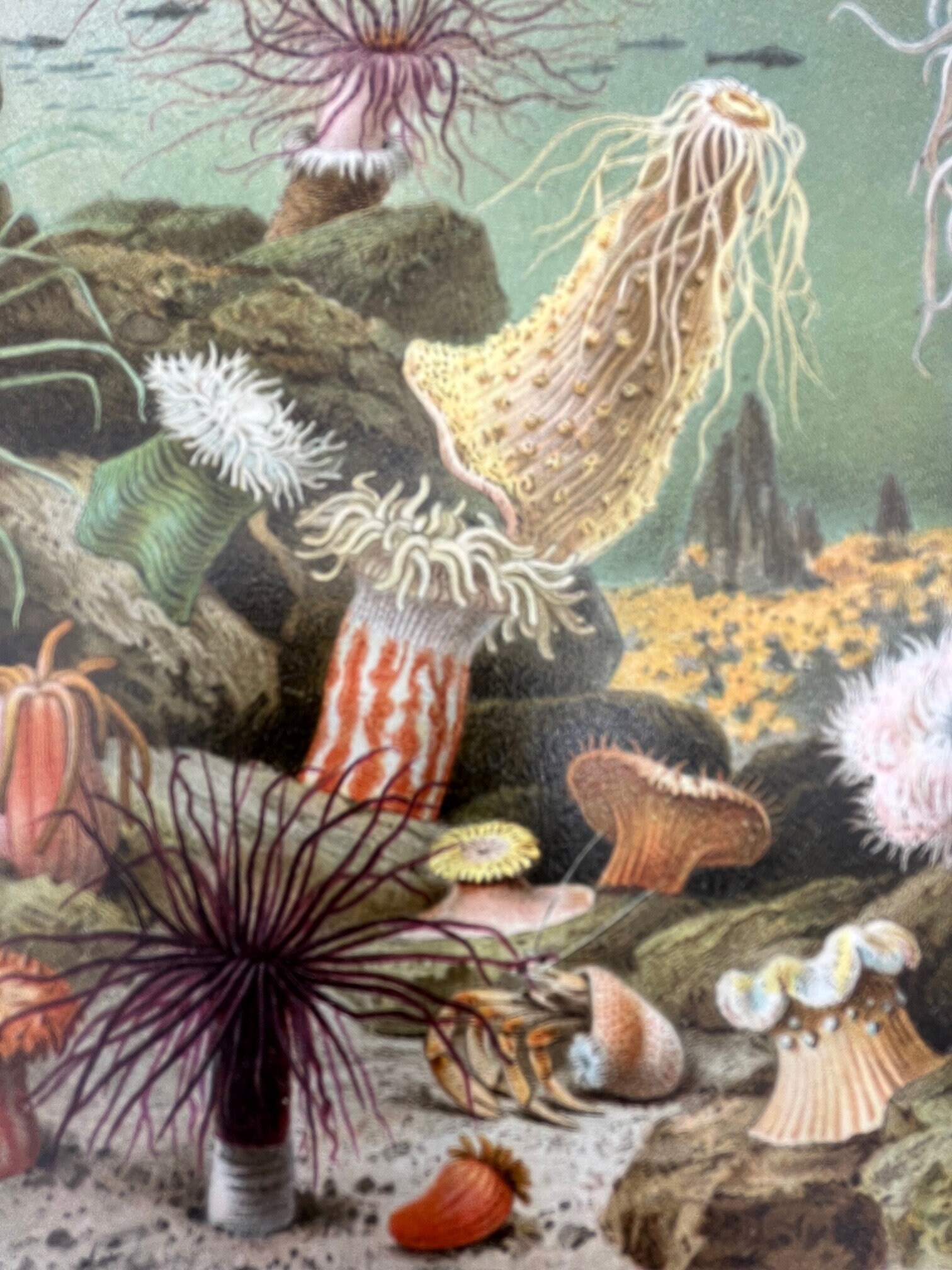 絵画 anemone Actiniae–Seeanemonen (Sea Anemones), 1904 | McGaw Graphics