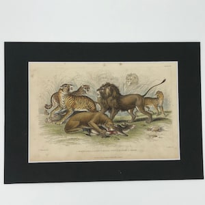 Löwen - Antiker Druck 1859.