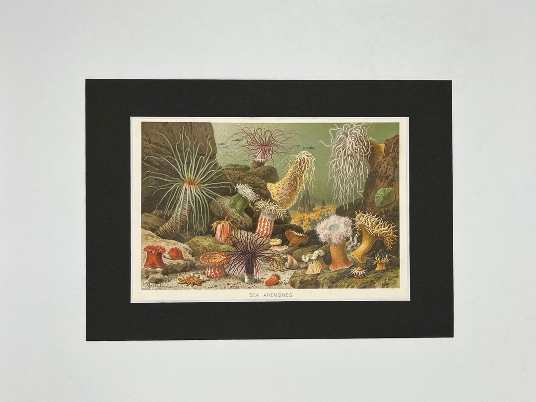Sea Anemones - Antique Print 1875 - Etsy