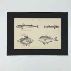 Mackerel - Antiker Druck 1884.