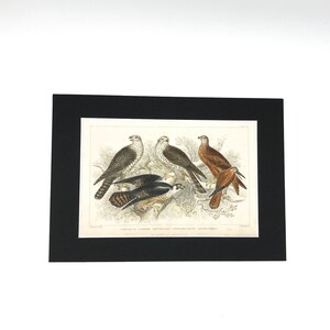 Greifvögel - Antiker Druck 1859.