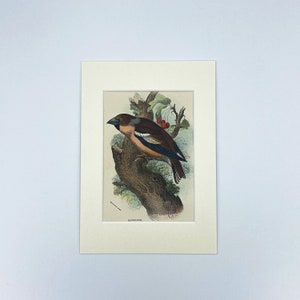 Hawfinch 1896