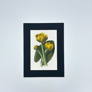 Water Lily 1878 (Original Print)