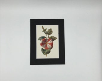 Striped Petunia - Antique Print 1875.