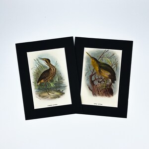 Gemein bittern & Little Bittern. 1896 Originaldruck.