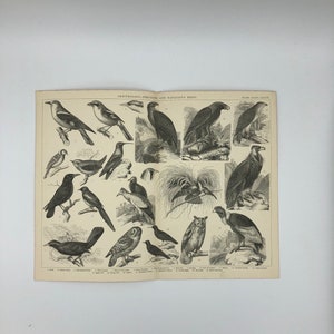 Ornithologie - Perching & Rapacious Birds. Antike Druck 1875.