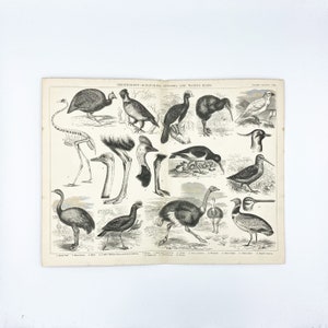 Ornithologie - Kratzende, laufende, watende Vögel. Antiker Druck 1875.