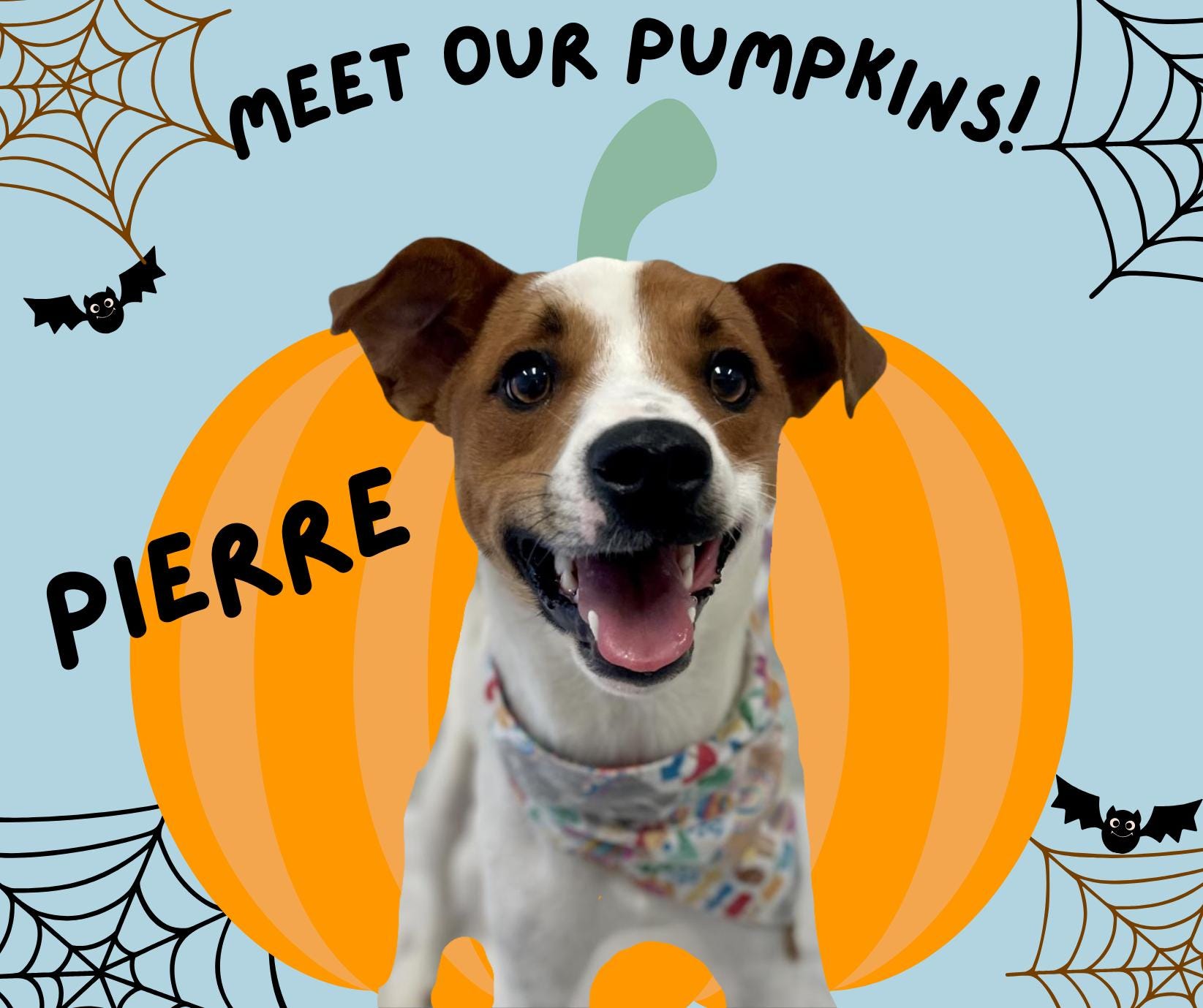 Bo Bett Crestfield Whippets Spirit Canine Rescue Adoption Event