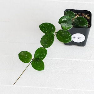 Hoya &#39;Mathilde&#39; | 2-Inch | Exact Plant | Free Live Arrival Guarantee