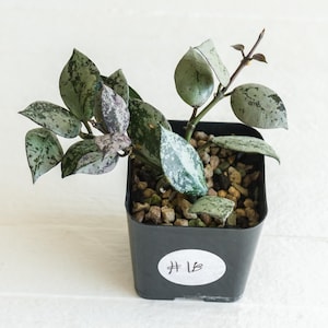 Hoya krohniana &#39;Super Silver Black&#39; | 2-Inch | Exact Plant | Free Live Arrival Guarantee