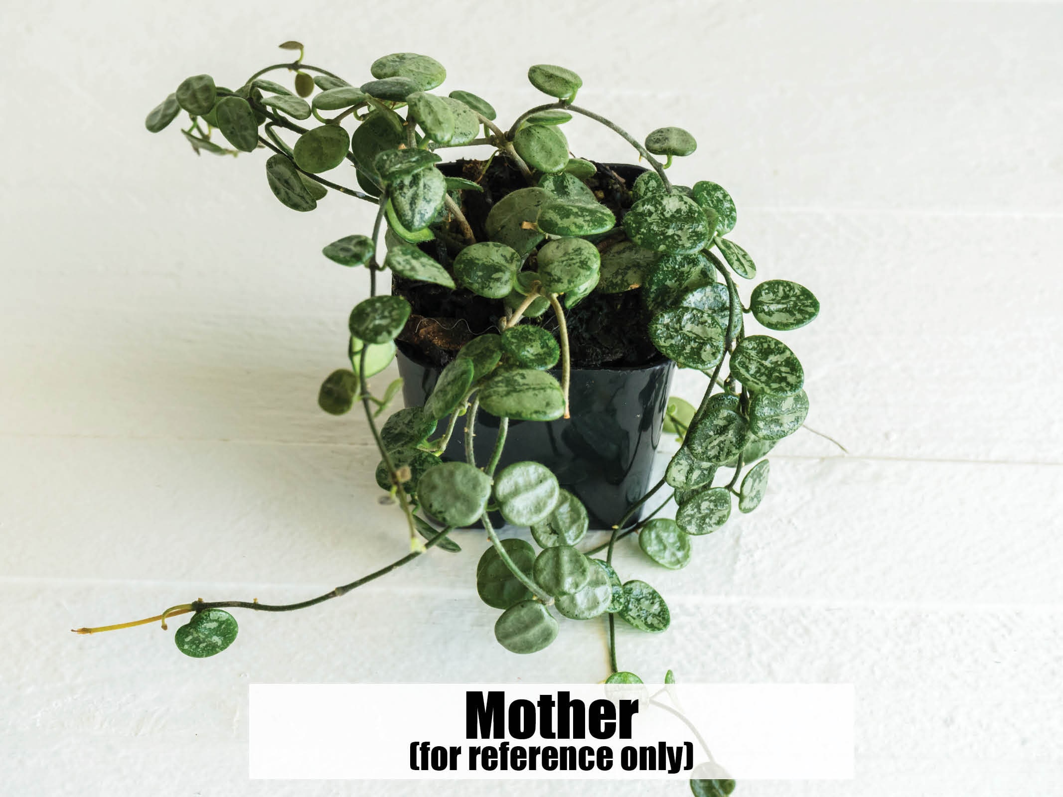 Hoya Serpens (splash) | 2-inch | Exact Plant | Free Live Arrival