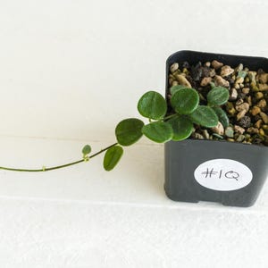Hoya serpens | 2-Inch | Exact Plant | Free Live Arrival Guarantee