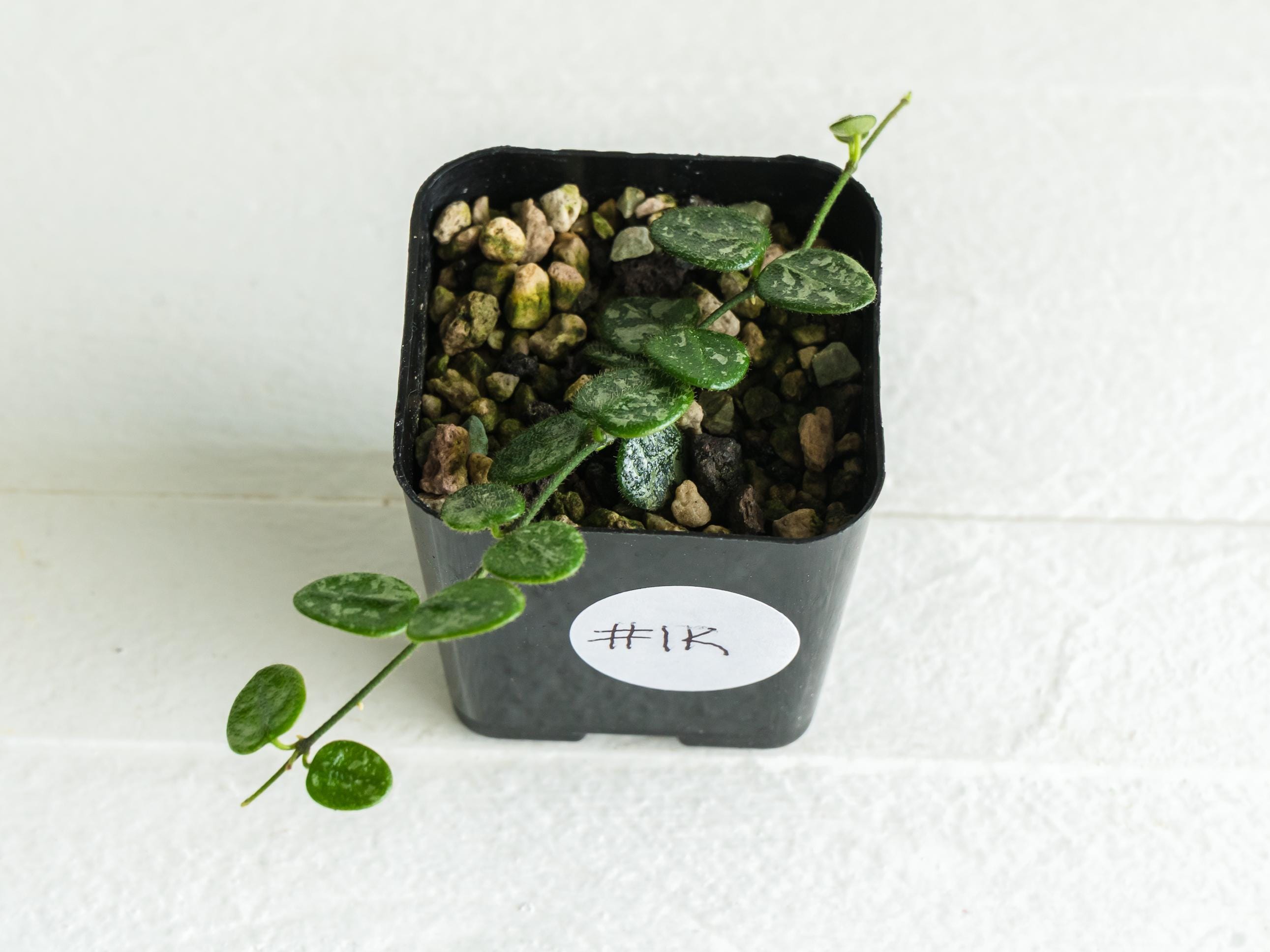 Hoya serpens (Splash) | 2-Inch | Exact Plant | Free Live Arrival Guarantee